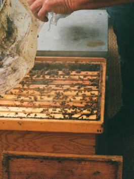 House of honey photo