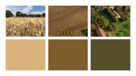 color palette inspiration